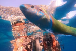 Tenerife: Kayak con Snorkel , descubre tortugas y delfines
