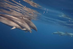 Tenerife: Kajak-havsafari med snorkling og snacks