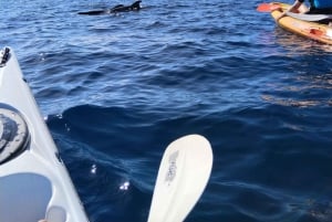 Tenerife: Kajak-havsafari med snorkling og snacks