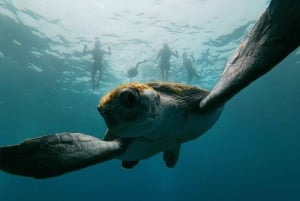 Tenerife: Kayak e Snorkeling, Osservazione della fauna marina