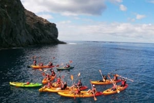 Tenerife: Kayak e Snorkeling, Osservazione della fauna marina