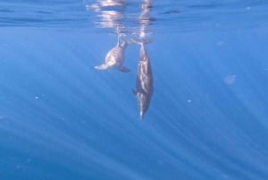 Tenerife: Excursión en Kayak y Snorkel - Grupos reducidos