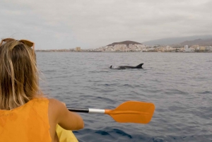 Tenerife: Excursión en Kayak y Snorkel - Grupos reducidos