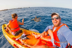 Tenerife: Excursión en Kayak y Snorkel - Grupos reducidos