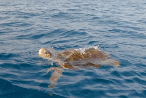 Tenerife: Excursión en Kayak y Snorkel - Grupos reducidos