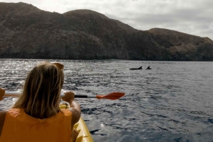 Tenerife: Excursión en Kayak y Snorkel - Grupos reducidos