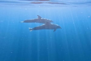 Tenerife: Excursión en Kayak y Snorkel - Grupos reducidos