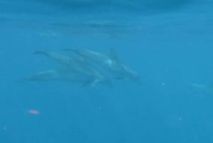 Tenerife: Excursión en Kayak y Snorkel - Grupos reducidos