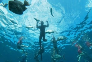 Tenerife: Kayak & Snorkeling, Marine Fauna Watching