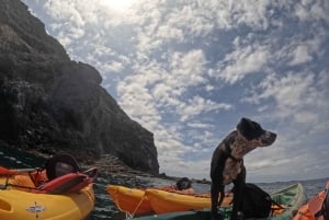 Tenerife: Kayak with Dolphins and Snorkel with Turtles