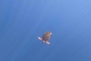 Tenerife: Kayak with Dolphins and Snorkel with Turtles