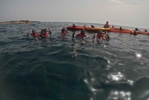 Teneriffa: Kajak- und Schnorcheltour für Gruppen