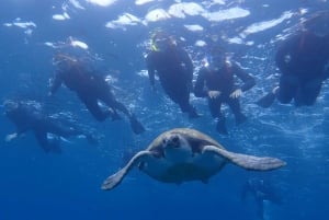 Tenerife: Kayaking and Snorkeling with Turtles