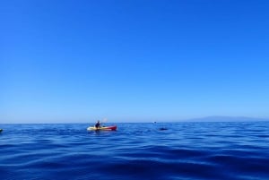 Tenerife: Kayak and Snorkel with Turtles, Wetsuits Included