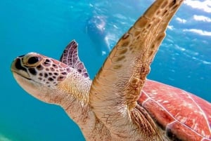 Tenerife: Turtles and Dolphins Spotting Guided Kayaking Tour