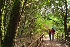 Desde Tenerife: La Gomera Excursión de un Día con Guía