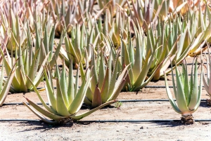 Tenerife: La Laguna, Aloe Vera Farm, and Lunch Tour