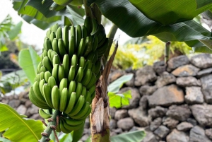 Tenerife: La Laguna, Aloe Vera Farm, and Lunch Tour