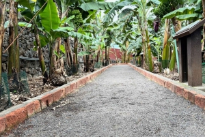 Tenerife: La Laguna, Aloe Vera Farm, and Lunch Tour