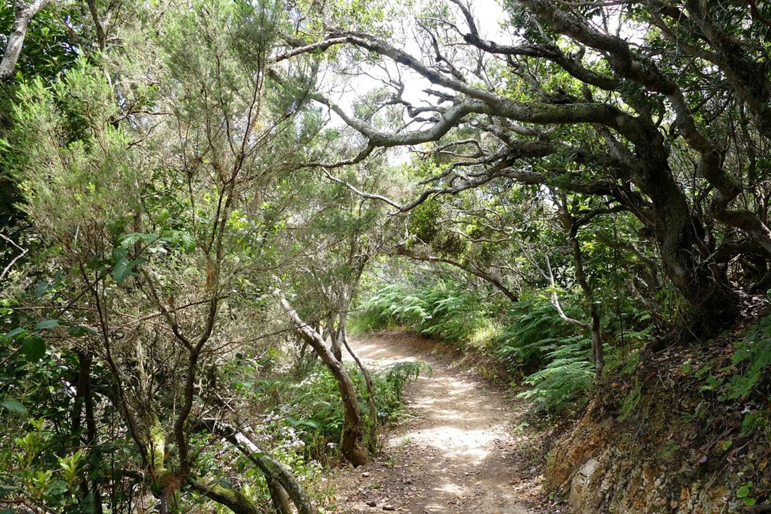 Tenerife: La Laguna y Anaga