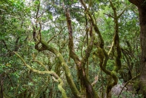 Tenerife: La Laguna & Anaga hike