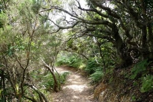 Tenerife: La Laguna & Anaga hike