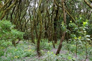 Tenerife: La Laguna & Anaga hike