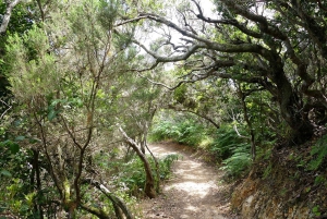 Tenerife: La Laguna y Anaga