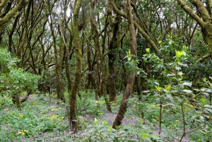 Tenerife: La Laguna y Anaga