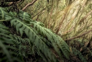 Tenerife: Landscape photography, coaching workshops 5 hrs.