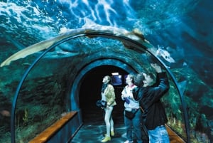 Tenerife: Loro Parque & Siam Park Entry Ticket with Transfer