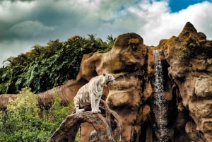 From South Tenerife: Loro Park Zoo Ticket & Hotel Transfers