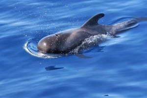 Tenerife: Los Gigantes Whale Watching Cruise by Sail Boat