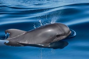 Tenerife : Visite privée de luxe pour observer les baleines et les dauphins