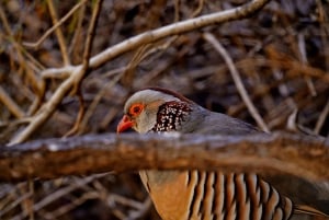 Tenerife: Masca Canyon Descent with Audio Guide and Boat Transfer