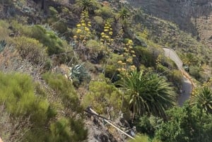 Tenerife: Masca, Los Gigantes e piscine naturali + picnic