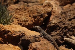 Teneriffa: VORMITTAG – 3-stündige Buggy-Tour auf dem Teide