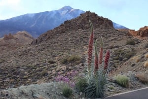 Tenerife: Morning or Sunset Teide Buggy Tour