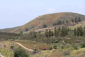 Tenerife: Morning or Sunset Teide Buggy Tour