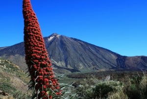 Tenerife: Teide-quadtour in het nationale park van Tenerife