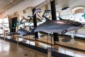 Tenerife: Ingresso para o Museu MUNA e visita à Lenda do Teide