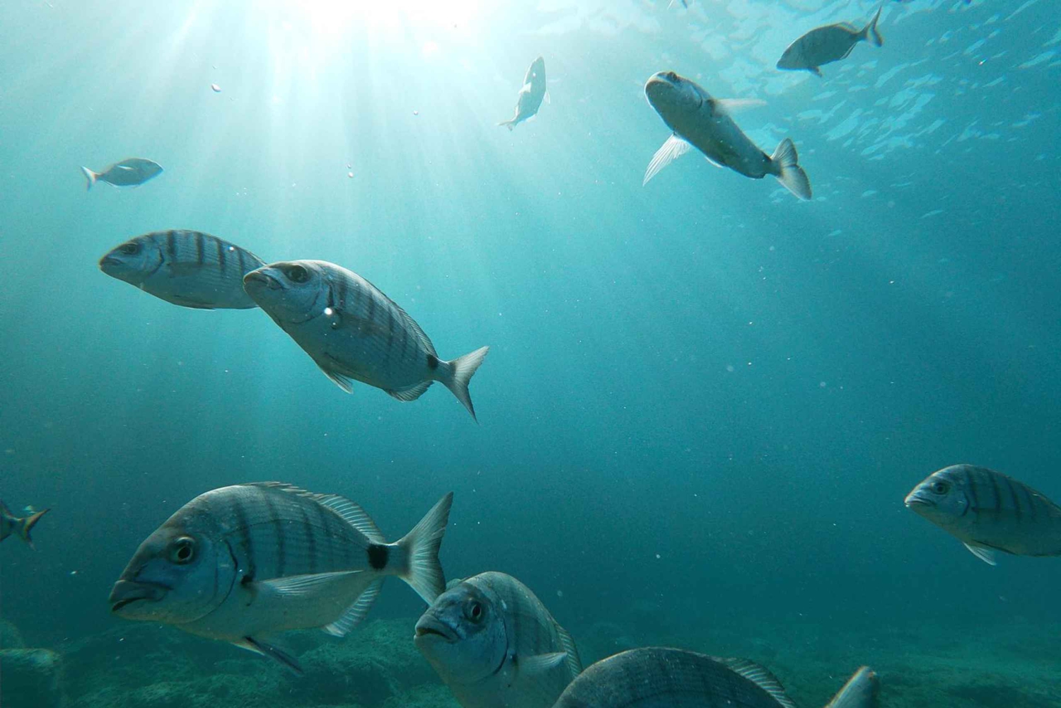 Teneriffa: Palm-Mar Doppelkajakverleih mit Schnorchelausrüstung