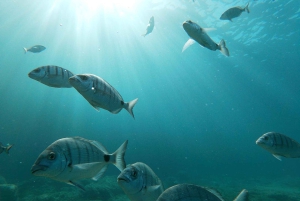 Teneriffa: Palm-Mar Doppelkajakverleih mit Schnorchelausrüstung