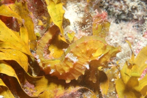 Tenerife: mergulho privado para iniciantes em um barco