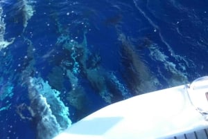 Tenerife: Privat eller gruppe 3 timers sejltur med drikkevarer