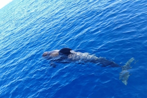 Tenerife: Privat eller gruppe 3 timers sejltur med drikkevarer