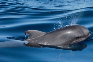 Teneriffa: Auringonlaskun yksityinen charter juomineen ja tapaksineen.