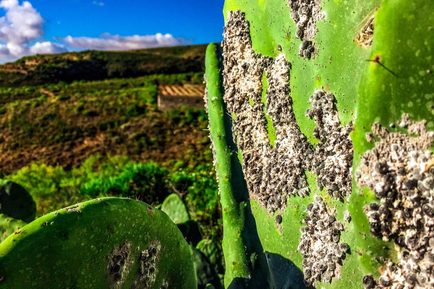 Tenerife privat tur: Heldags vulkansk syd