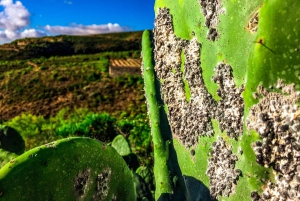 Tenerife privat tur: Heldags vulkansk syd