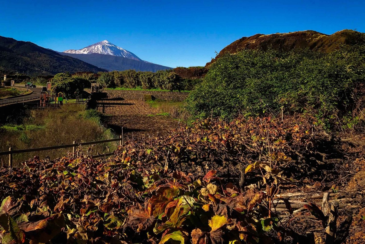 Privat tur til Tenerife: Teide-fjellet - natur og vin